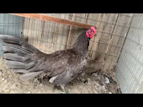 Chocolate Henny Stag