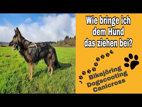 Bikejöring, Dogscooting, Canicross wie bringe ich dem Hund das "ziehen" bei? Ein DSH im training