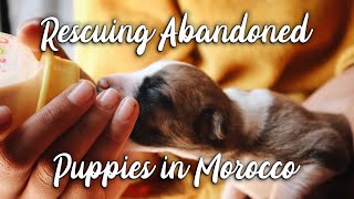 Rescuing Abandoned Puppies from Tafraoute, Morocco