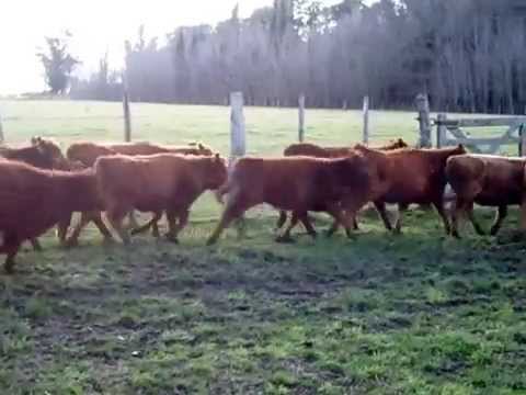En Cobos destacamos 60 Terneras A. Angus negras, coloradas y algún careta.