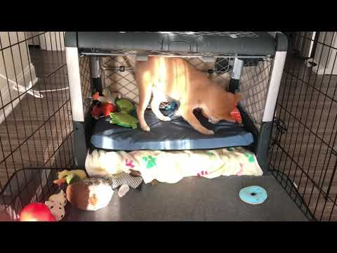 Shiba inu test crate bed durability