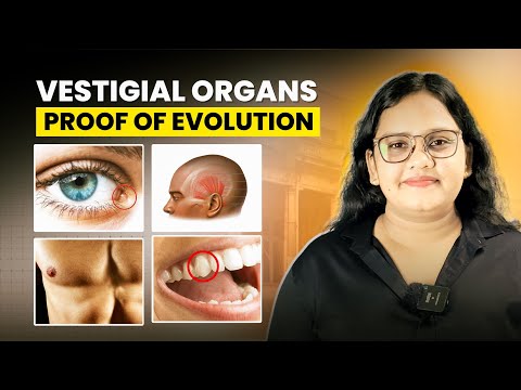 Vestigial Organs in Humans | Proof of Evolution with Examples | NEET 2026 & Research Students