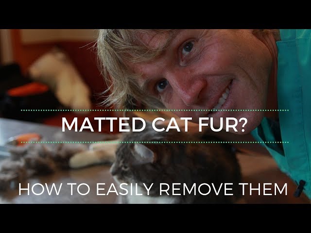 Can you shave matted cat?