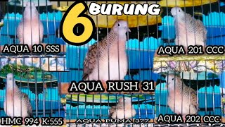 Download lagu TERBARU❗6 SUARA PERKUTUT RING AQUA dan HMC BIRD FARM mp3 Download lagu TERBARU❗6 SUARA PERKUTUT RING AQUA dan HMC BIRD FARM mp3