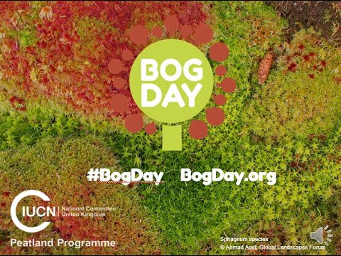 BogDay - What's so special