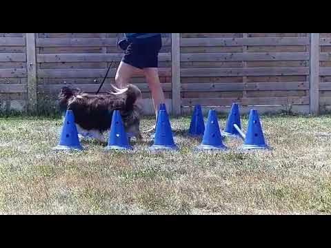 Coördinatie oefening bij Body & Balance voor honden (fitness).