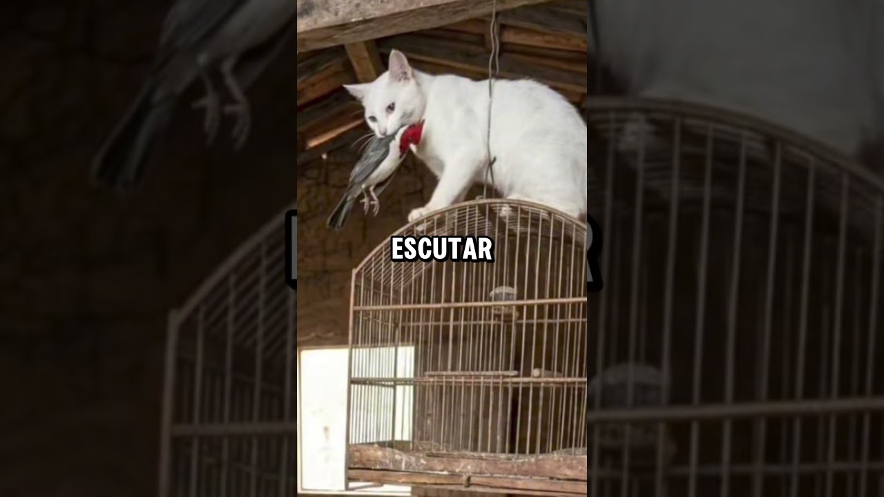 NUNCA MAIS EU ESCUTO O TIO FIT 🤣