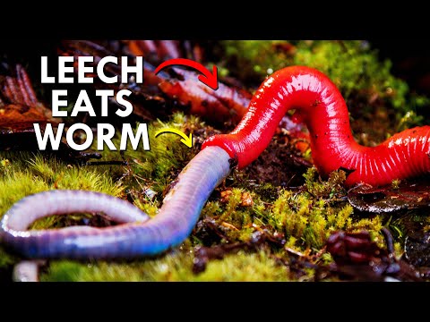 Predatory Leeches Exist, And Are Horrific