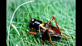 Download lagu SUARA JANGKRIK MASTERAN UNTUK SEMUA BURUNG | TERJERNIH mp3