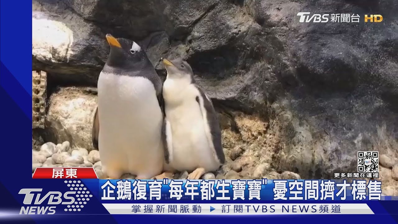 買隻企鵝回家養?海生館標售36隻企鵝 資格有限制
