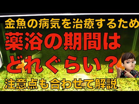 アサギハラキンギョについて詳しく解説