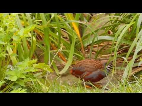 , title : 'Chinese painted quails (Coturnix chinensis) - wild type'