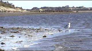 preview picture of video 'Indian Neck Beach | Wellfleet, MA'