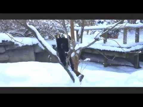 Red pandas frolic in the snow in Ohio