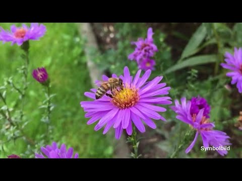 Das Wildbienenhaus in Röckersbühl