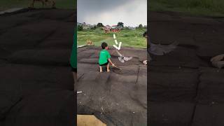 Download lagu Al geber burung dilapak kolong #merpatiku #burungdara #burungmerpati #alfattahchannel mp3 Download lagu Al geber burung dilapak kolong #merpatiku #burungdara #burungmerpati #alfattahchannel mp3