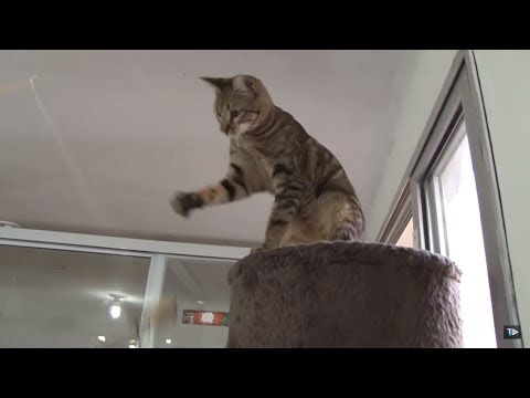 TJ UFSC 11/06/18 - Ronromterapia