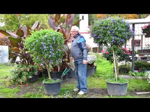 Hořcový stromek po 42 dnech