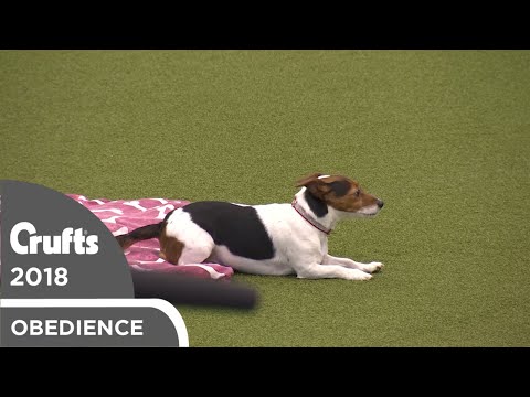 Obreedience - The Russelers | Crufts 2018