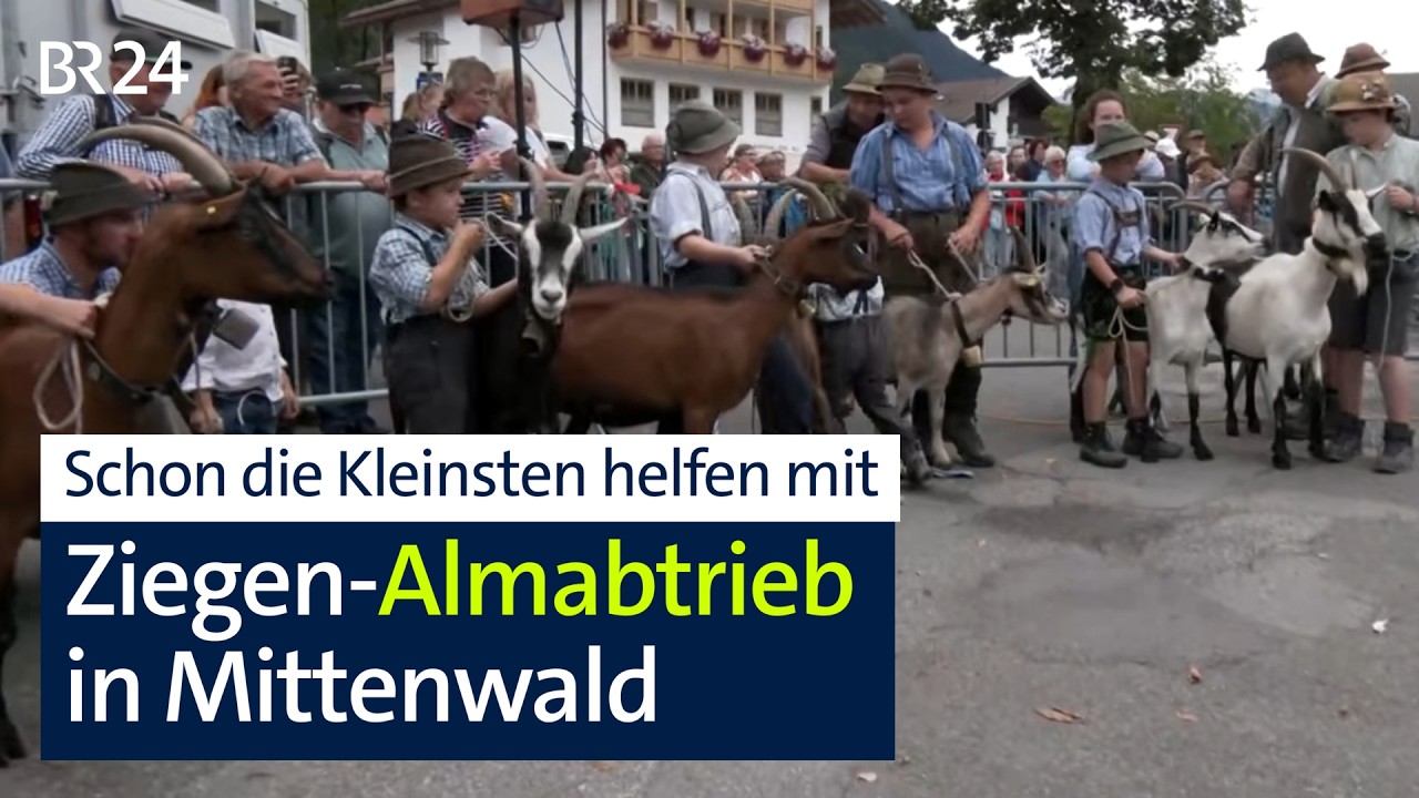Ziegen-Almabtrieb in Mittenwald | Abendschau | BR24