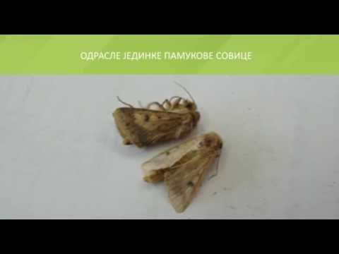 Zelena prognoza 23.8.2016 - O pamukovoj ( kukuruznoj ) sovici