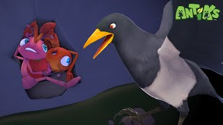 Escaping the Pesky Bird! Joey and Boo’s Clever Plan | Antiks | Wildest Moments Compilation