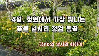 봄 정원의 핵심! 4월 널서리 정원 꽃들 총정리_널서리이야기