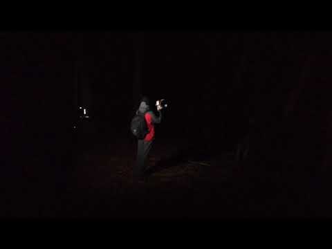 Wolf Howling in Apuseni mountains, Romania