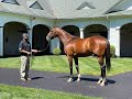MyRacehorse Breeding Shed