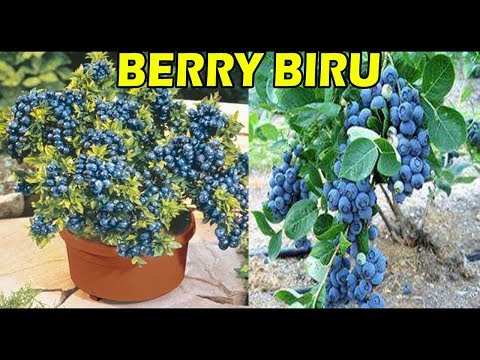 , title : 'Panduan Tanam BLUEBERRY  dalam POT | How to Plant Blueberry in Container'