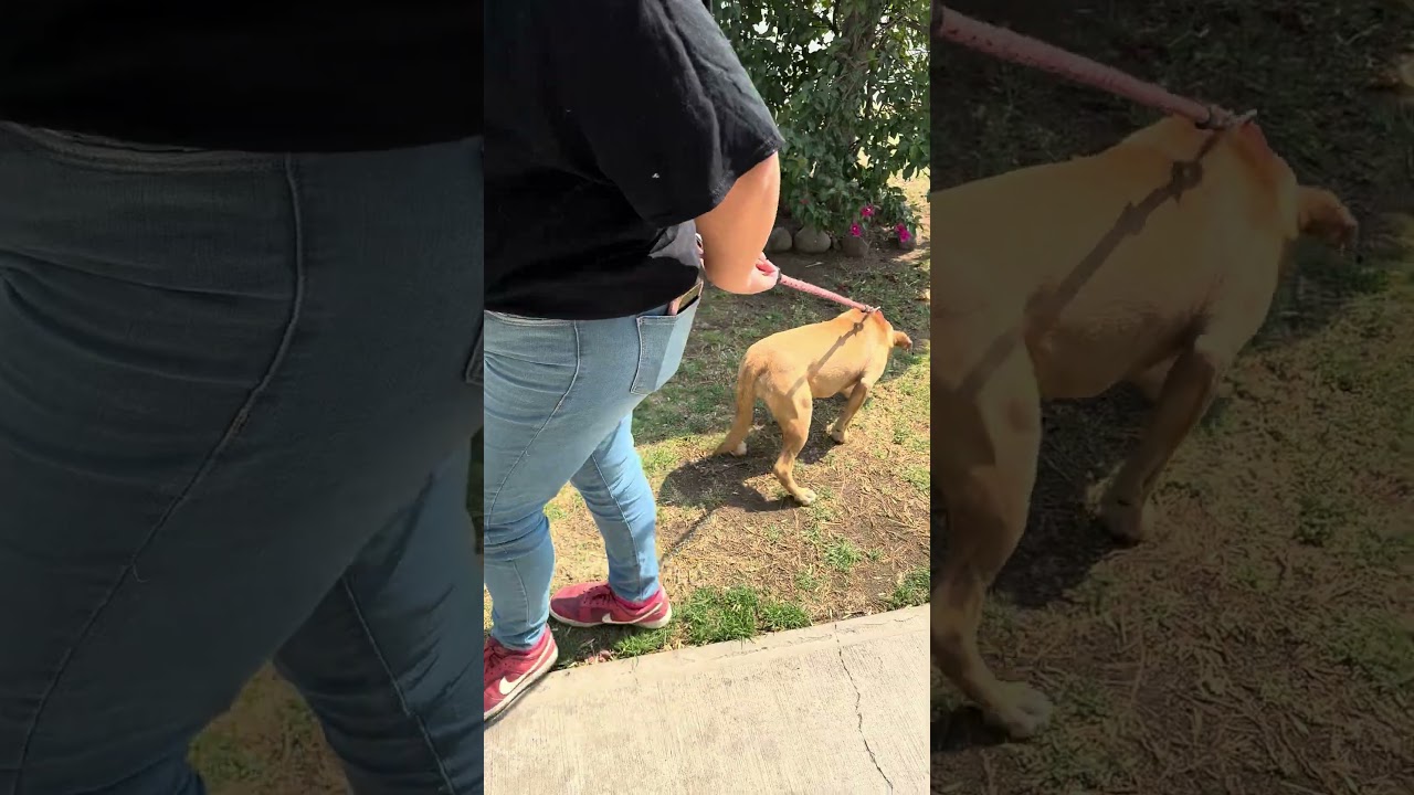 Enlarge CANDY, a Adoptable mixed breed in Langley, BC video 5/6