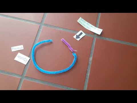 Biologieunterricht: Insulinherstellung