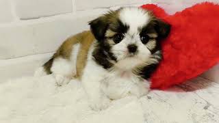 ハーフ犬の動画02