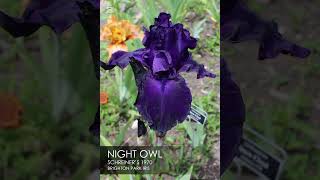 NIGHT OWL IRIS #flower #flowers #flowergarden #iris #irises #flowerphotography
