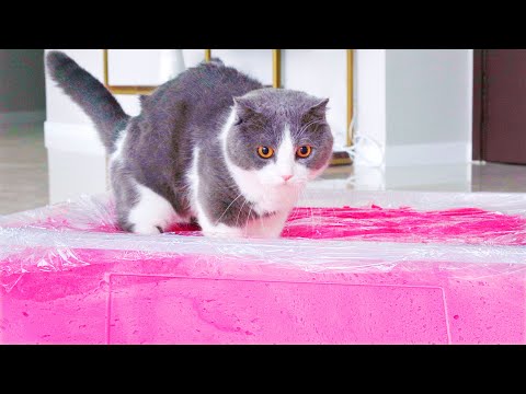 Can Cats Walk On Fluffy Slime?