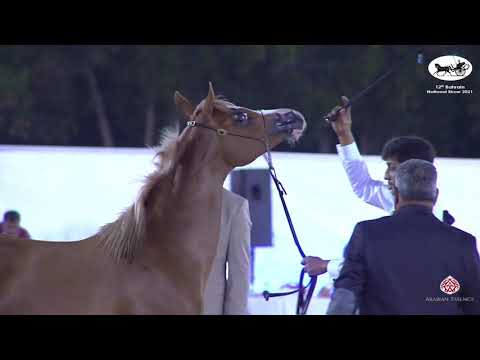N 12 NADERAT ALKHATER   Bahrain National Show 2021   Yearling Fillies Class 1B