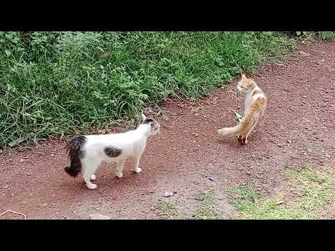 Cat meowing very loudly - Billi ki awaj #youtube #youtubeshorts #cat