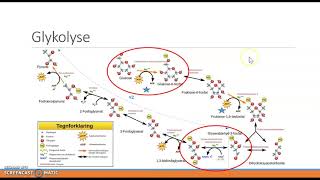 respiration og fermentering