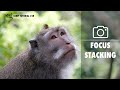 How to Focus Stack  Photos in Gimp | Tutorial 28