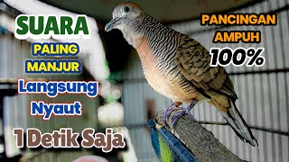Download lagu Perkutut Lokal Gacor Suara KUNG Besar paling ampuh bikin Perkutut nyaut gacor jadi bunyi  mp3
