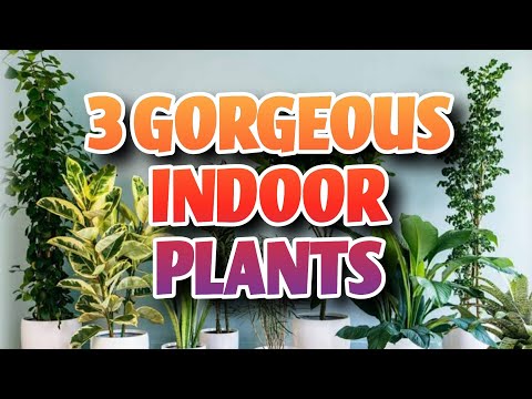 3 GORGEOUS INDOOR PLANTS | Keziah's TV