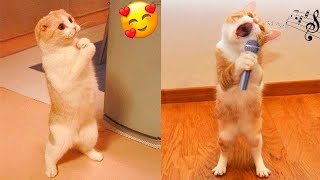 Funniest Animals - Fun with Cats and Dogs 2022 | WA #4