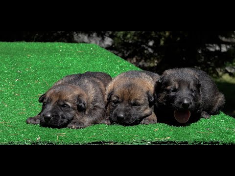Kraftwerk K9 German Shepherd Puppies at just 14 days old!
