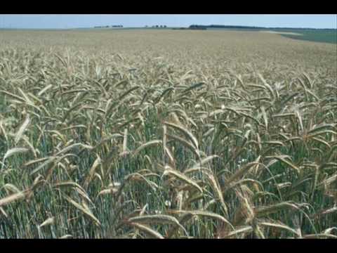 Rogg'n Roll der Roggen-Song the rye song