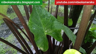 1 Hour Rain Sound Live Recording - February 3 2017