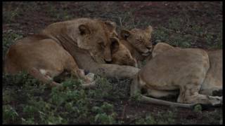 Download lagu South Africa Part 2 Phinda Game Reserve mp3