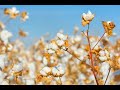 BIOFUSION The Fiber That Will Make The Difference