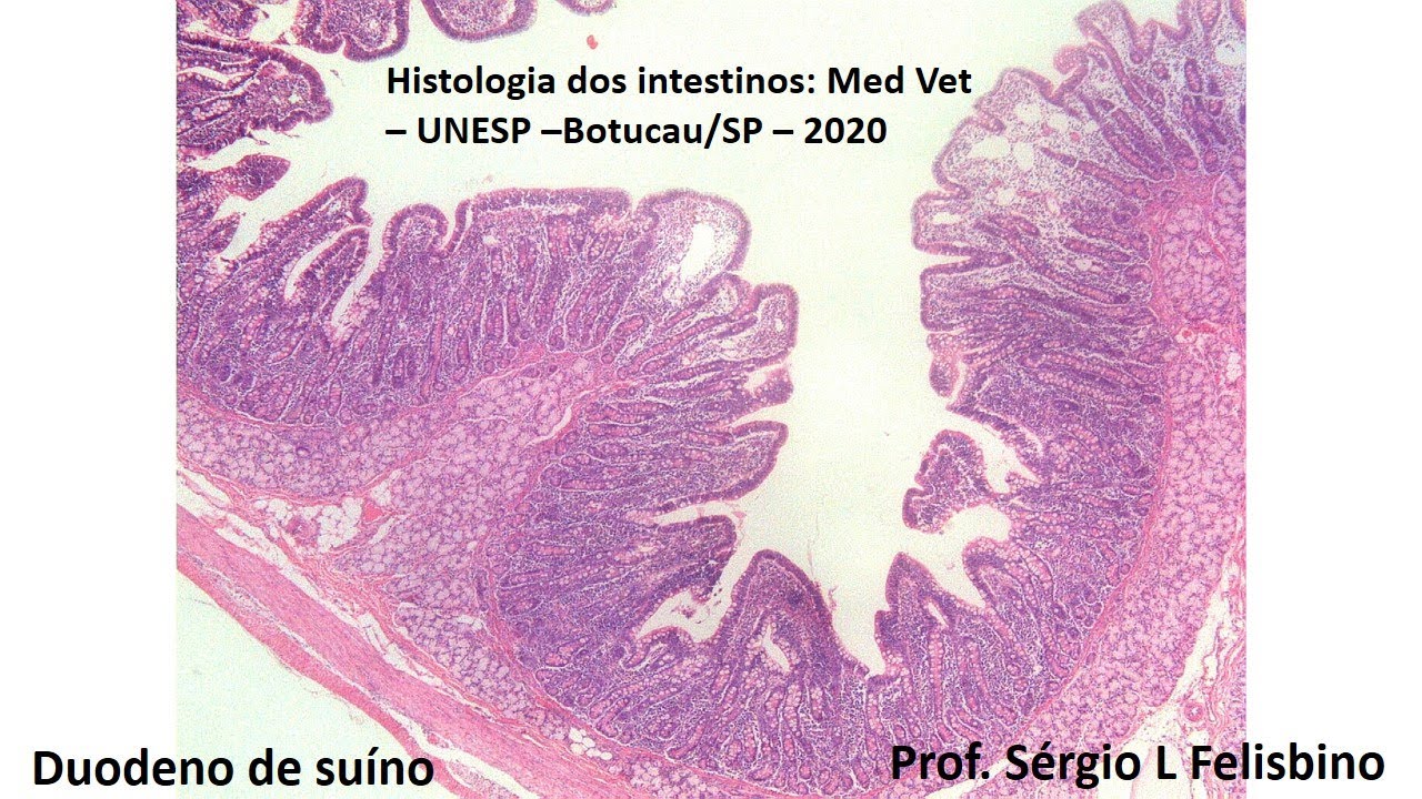 Histologia do Sistema Digestório:  intestinos