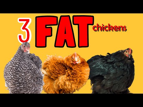 , title : 'Heavyweights of the Henhouse: 3 Fattest Chickens in the World'