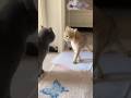 Funny Cats 😺 episode 125 #shorts